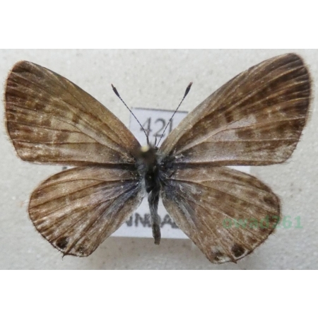 Leptotes pirithous (Linnaeus, 1767) Croatia42l